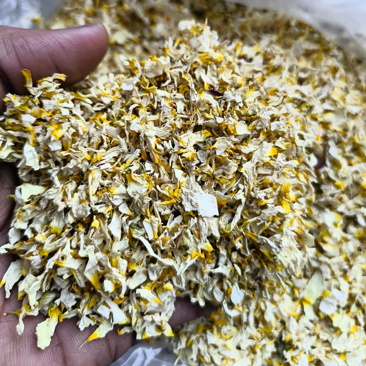 Chrysanthemum Flower ( गुलदाउदी )
